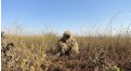 Маскировочный халат Taganrog Друид – купить по цене 3500 руб. в интернет-магазине в городе Киров картинка 17